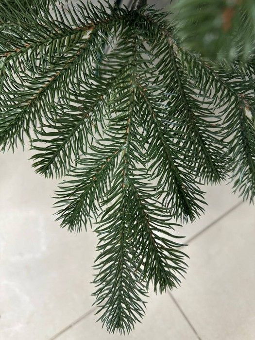 MERRY VIP блакитна 150 см🌲 ЛМБ-150 фото